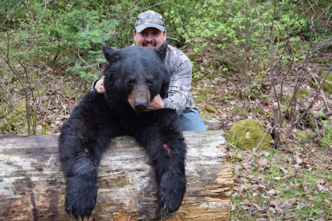 Black Bear Hunting, Quebec Ontario, Canada, Taggard Bay Lodge
